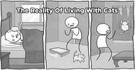Cat Memes